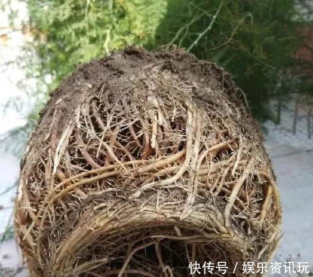 「新芽」文竹不长新芽问题可能出在“4个地方”,做对了很快爆盆
