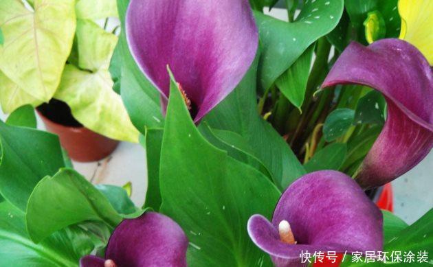 艳丽■喜欢养护花卉,就养开花爆盆,花期长,寓意美好,花色艳丽的花卉