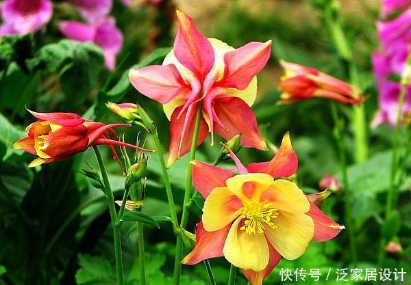  「妩媚」此花花色形状特别独特，花色艳丽，长势茂盛，养护容易，妖娆妩媚
