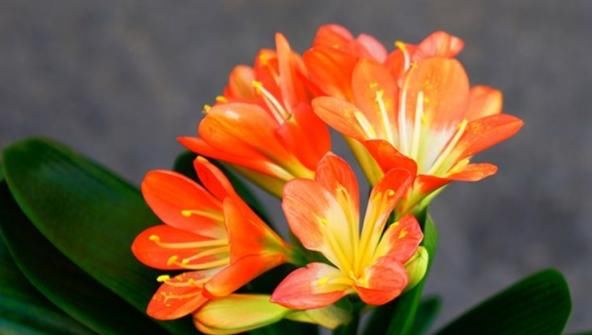 「富贵」这4款花寓意真不错!人称“招财花”,繁盛幽香,家里越养越富贵