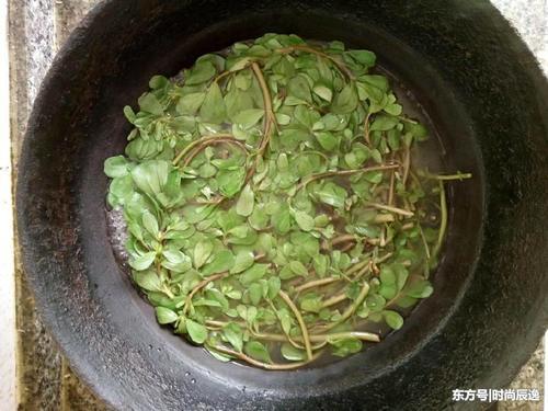 马齿苋加淘米水，睡前洗脸，三周轻松祛斑，脸蛋雪嫩光泽如水豆腐