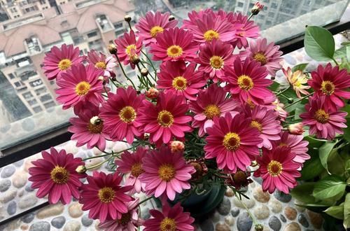  『暴晒』阳台养花老是焉？不如养盆耐旱花，在阳台暴晒，花朵也能繁盛鲜艳