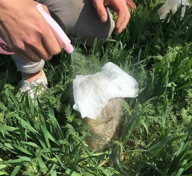  #路边#路边丢的“菌包”，老爹捡回家，三天两头一喷水，长出了大蘑菇