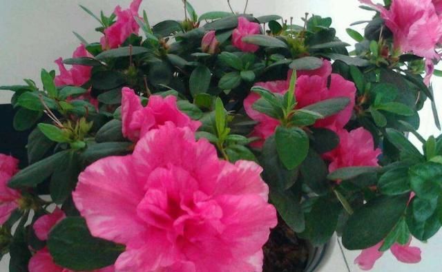  「植物」公认“难养”的三种植物，养成两盆以上的，绝对不“简单”！