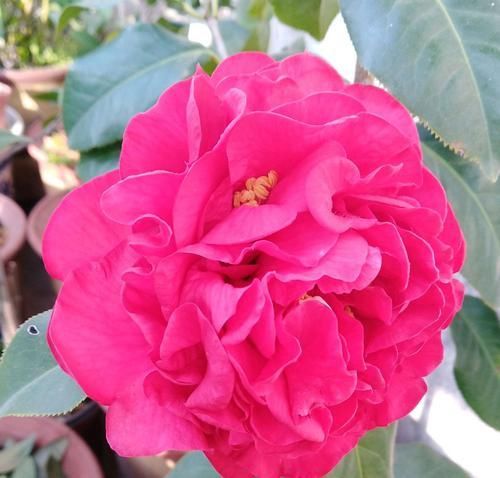 「导致烂根」买回来才两周的茶花就掉花苞卷叶还有救吗？一招或许可救，来看吧
