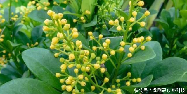 直长一直开花:阳台养米兰,总结几点“经验”,叶子不黄更繁茂,四季开花满屋香