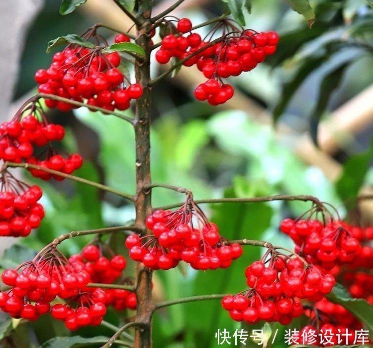  【漂亮】适合新手养护的5种花，粘土就能活，浇水就爆盆，开花漂亮香味浓