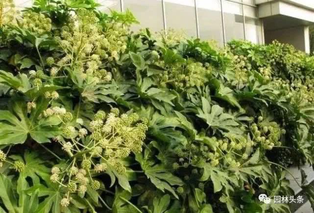 【棕榈科伞形】558种 · 园林植物配置大全