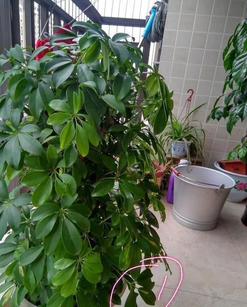 【无规律】浇水无规律的鸭脚木黄叶掉叶怎么办?几个妙招,叶片绿油油造型美