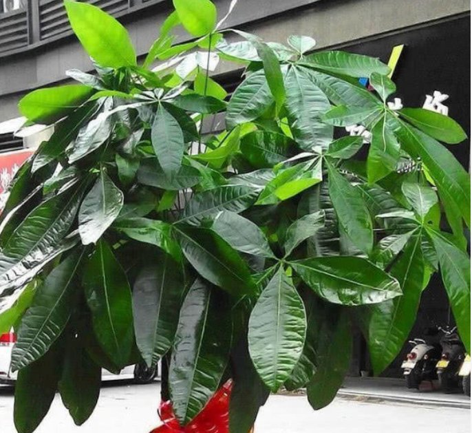  发财树浇水■你见过“发财树”开花结果吗？?掌握关键2点，漂亮花朵开出来！