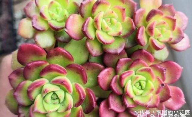 『灵性』没有“虐”不红的蒂亚,只有被淹死的多肉!
