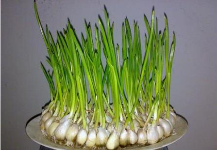  『蔬菜』春天来了，阳台种上几种蔬菜，让你收获多多，随吃随采，幸福满满