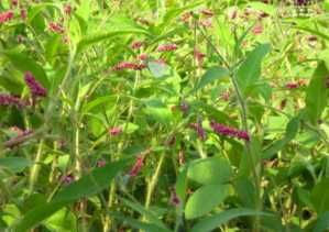 能力:柠檬草 又称为柠檬香茅 多年生草本植物,柠檬草还具抗菌能力 。