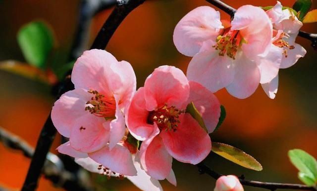  「牡丹」这15种自带“好运”的花，素来招人爱惜，别样雅称更是吸引人