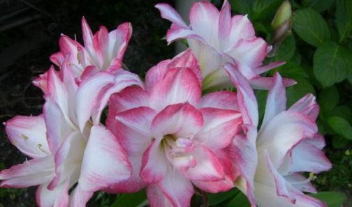  #便是#这几款花卉，便宜又好养，入秋便是“开花机器”，养在阳台极美了