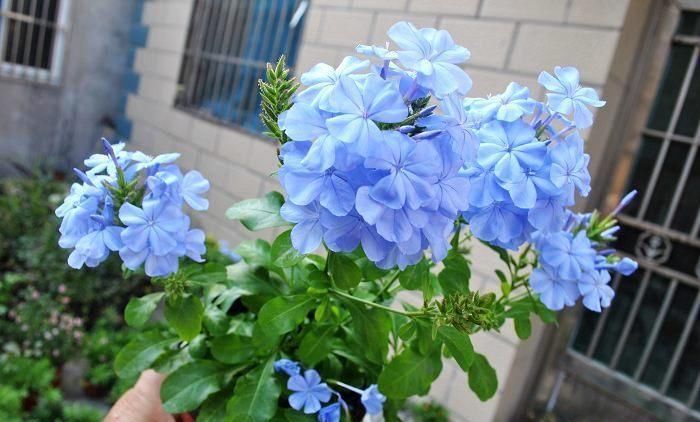  『喜欢』3种花，就喜欢晒“太阳”，越晒越“开花”，夏天也要狠狠晒
