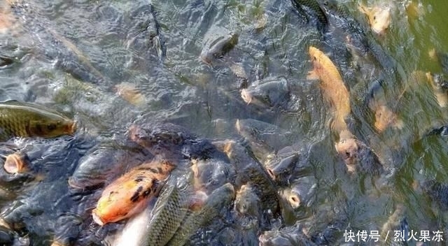  「自然地理」现在农村干什么收入最高？