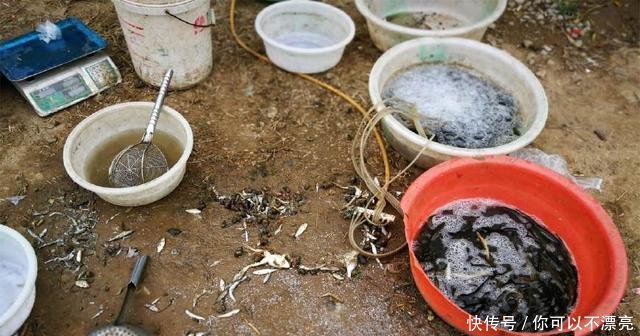  【众人】农村大集现“吸血水生物”，众人吓得往后退，鱼贩却拿它当宝贝