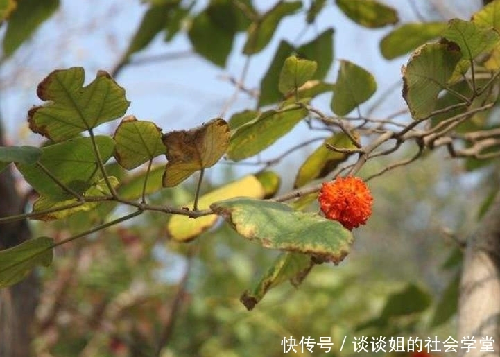 这野果形似杨梅，在农村遍地有但没人要，城里人1斤30元抢着买