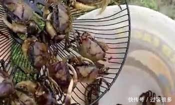  【土里】女子把电风扇埋在土里，然后盖上草，第二天收获满满!