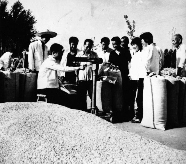 上世纪农村缴纳公粮真实老照片，公粮堆成山，农民肩挑背扛去送粮