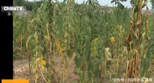 湖北持续高温天气 已有500多万人受灾 经济损失30亿余元