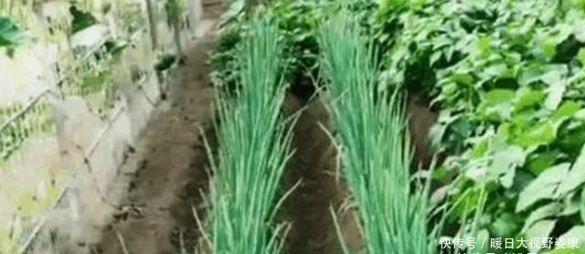 【强迫症】有个“强迫症”外婆, 种菜都很“奇葩”网友 已确诊, 强迫症晚期