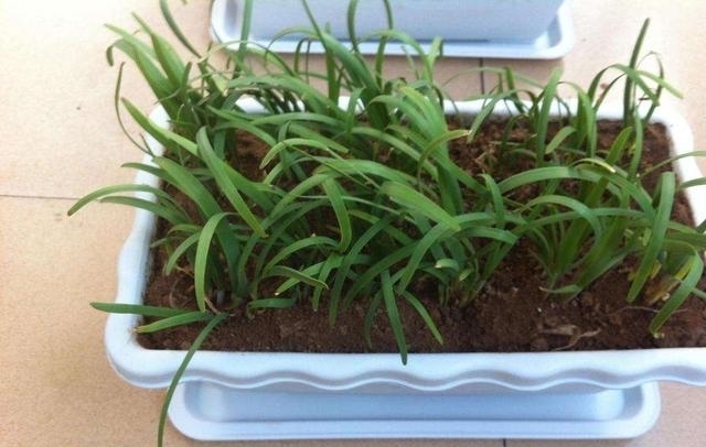 「芦笋」阳台适合种什么菜?2种菜,简单好养,种一次吃多次,月月有收获