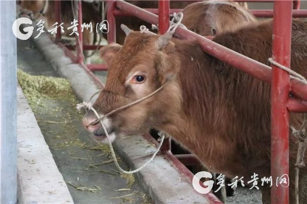 玉屏枹木垅村:发展肉牛养殖 拓宽群众增收渠道