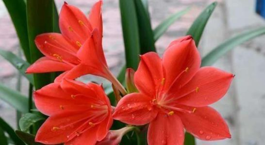  #花园#这几款花全年开花，香气醉人，一盆繁殖多盆，丢到阳台爆成小花园