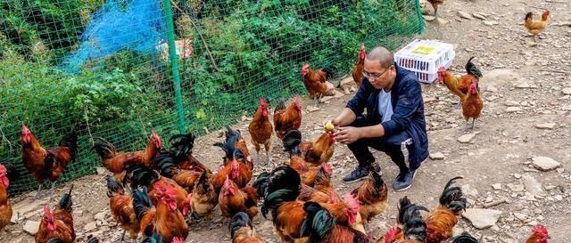  #承包#男子承包百亩荒山，放养土猪、土鸡年入100万，笑称赚钱靠