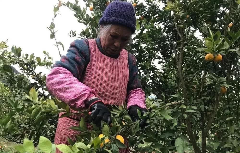  「冻烂」20亩果子即将冻烂，果农心急如焚，只盼年前能卖掉