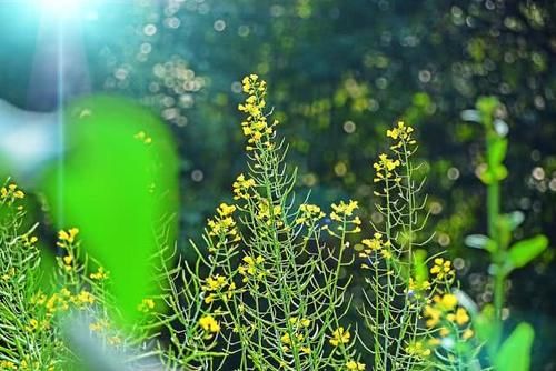 金黄璀璨花开繁盛，“油菜花”盛开之际，娇艳美丽香气扑鼻