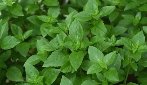  「选择一些」特适合养成盆栽的几种蔬菜，养好了很快就有收获