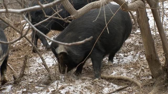 贷款500万，2年后，他在这片荒山上一年卖出1000万销售额