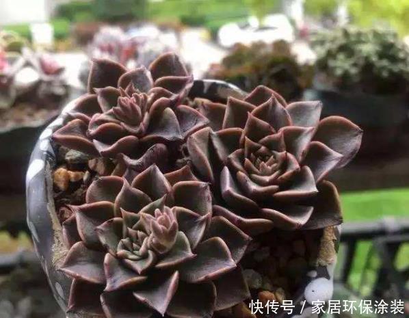 【独特】新手养花,不如养观赏精品:美丽莲,花色独特,十分美丽