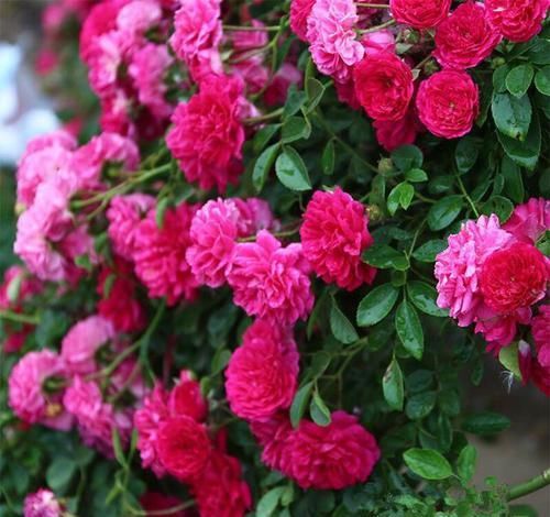  「花墙」有院子的花友不要错过此花，花色鲜艳，浓香四溢，一年就开成花墙