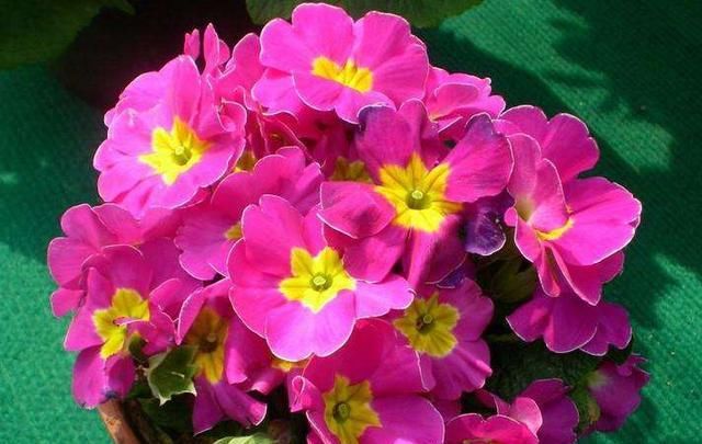 【不见】报春花盆栽得了斑点病和黄叶病,学会这四个办法,黄叶病斑都不见