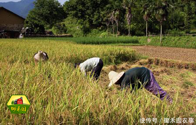 农村房屋统一规划来啦!两种补偿方式,你选择哪