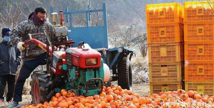  选择@柿子收购价一斤3毛没钱赚，不卖只能倒在路边，两难选择农