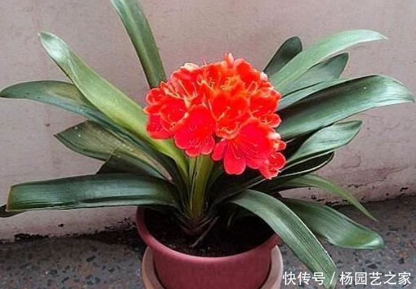  虎皮兰：这4种花养在家中，镇宅又去煞，尤其是第三种，再穷也要养一盆！