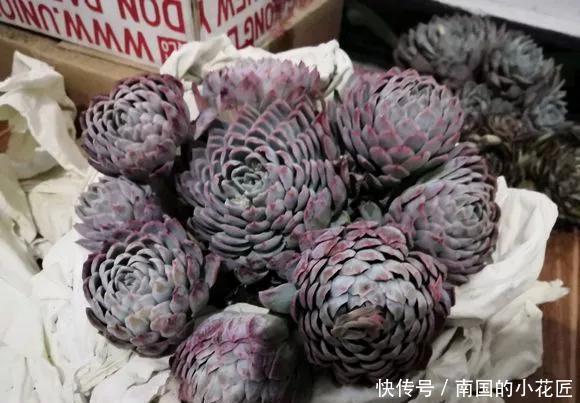  『图片作者』多肉变成白菜价，几毛钱1棵，有的都白送，你买贵了吗？