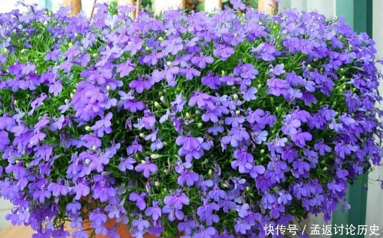  「洋桔梗」4种花是爆盆“能手”，花开一茬又一茬，美不胜收，人见人爱！