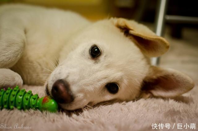  品种@撞脸柴犬的珍岛犬，却是韩国的国宝犬种，但它们并不适合新手饲养