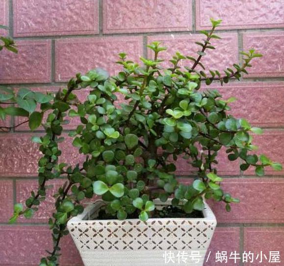  【不凡】还在哄抢身价不凡的金枝玉叶？别了，自家盆栽注重4点就能养成