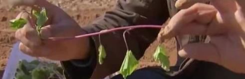  「红薯」农民种红薯，栽插有诀窍，这3种栽插方式哪种好？看完你