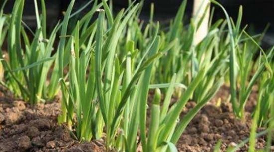 韭菜生长:阳台盆栽上这4种蔬菜,一茬一茬吃不完,一年四季都有的吃!