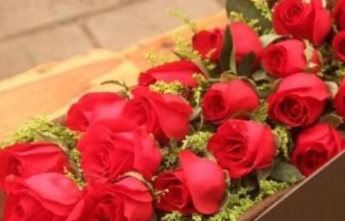  夺目：客厅养花，不如养“高档玫瑰”卡罗拉，鲜红的花色，炫彩夺目