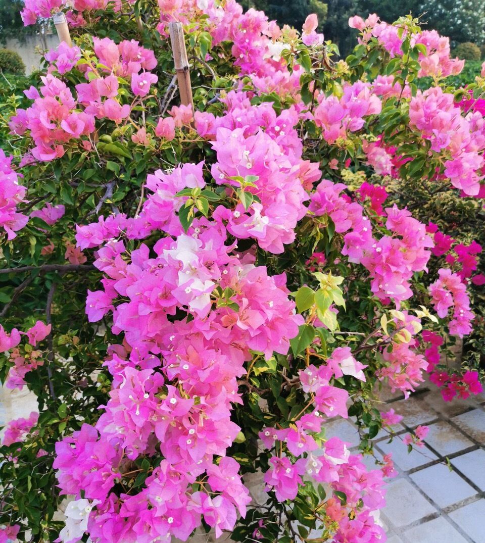  #不难#天气热养花也不难,这4种花“不怕太阳晒”,气温高反而长势旺...