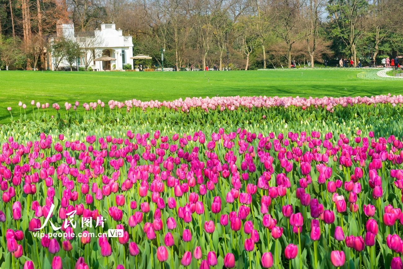  杭州：杭州：太子湾郁金香盛开